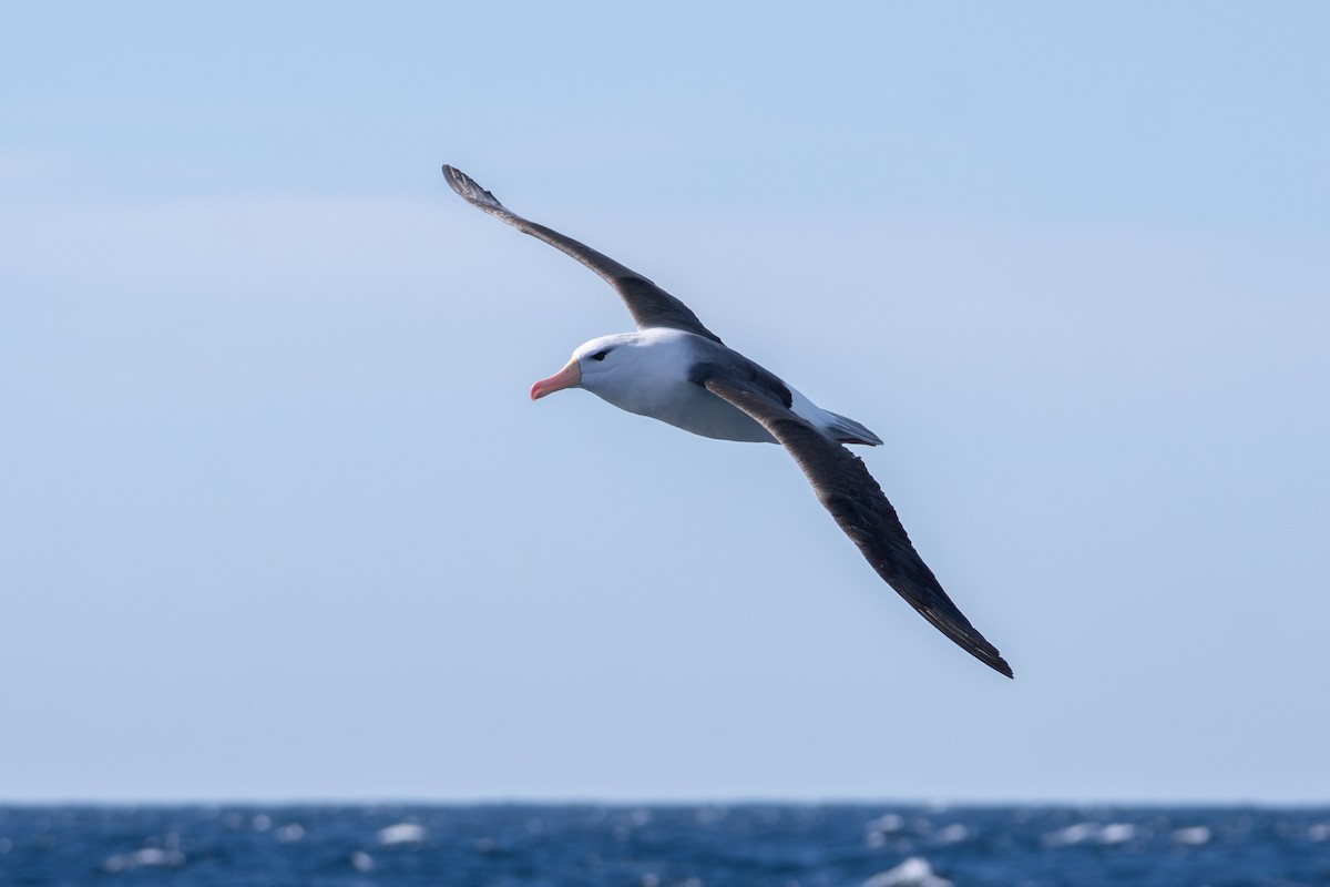 Schwarzbrauenalbatros (melanophris) - ML642138655