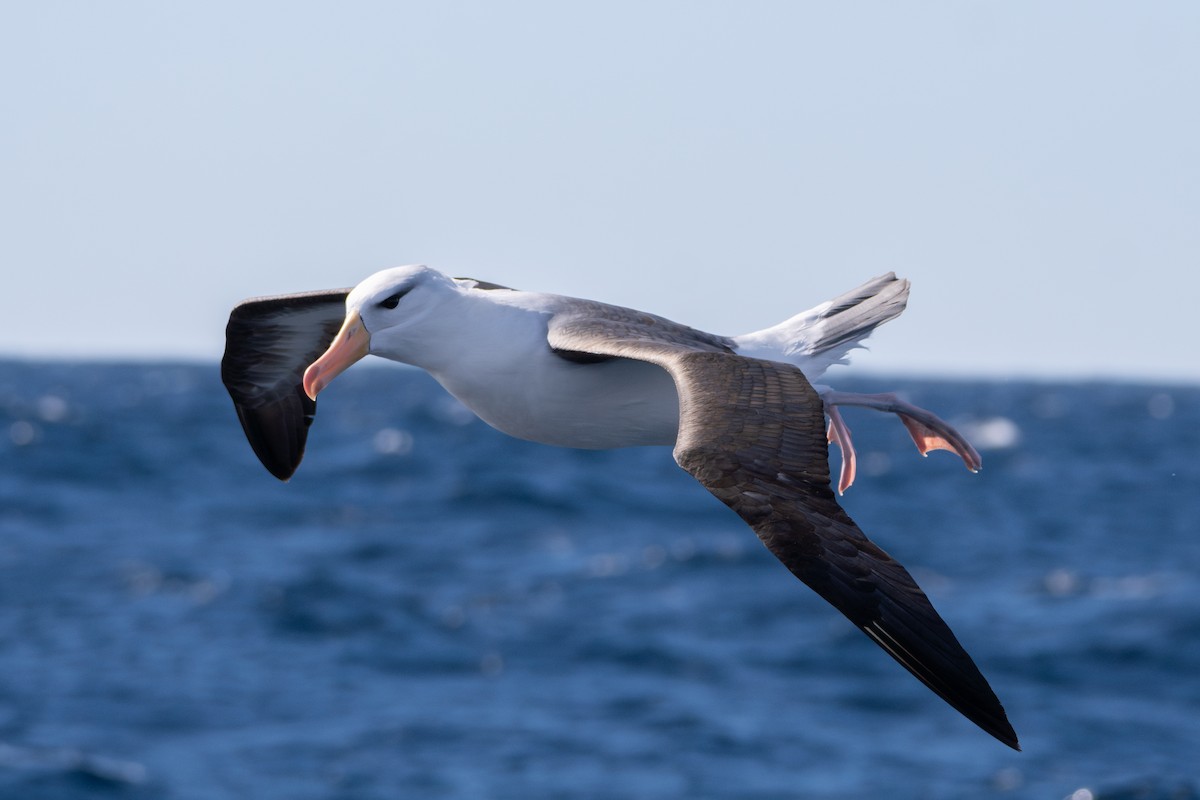 Schwarzbrauenalbatros (melanophris) - ML642138656