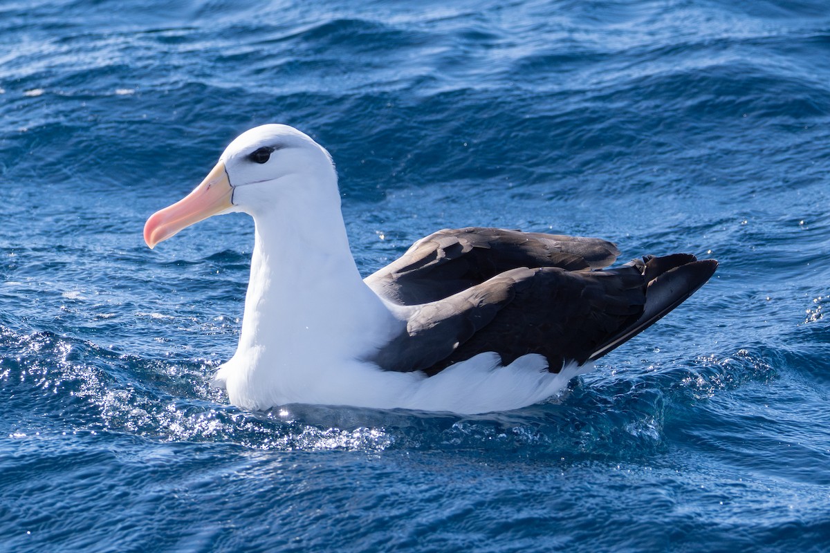 Schwarzbrauenalbatros (melanophris) - ML642138657