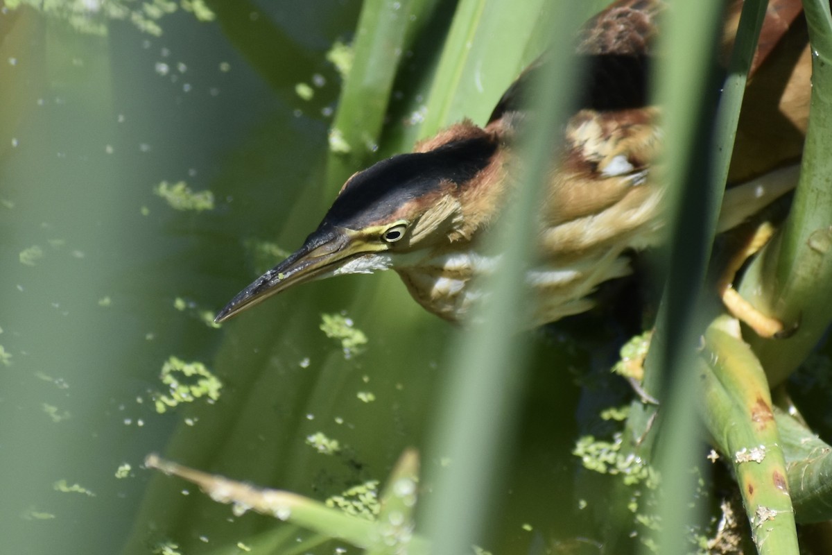 Least Bittern - ML642138658