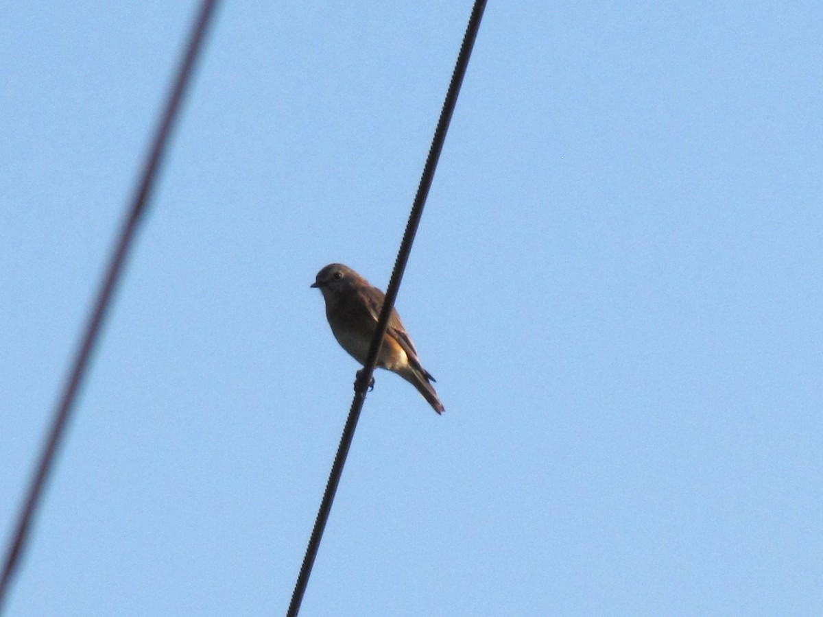 Eastern Bluebird - ML642138660