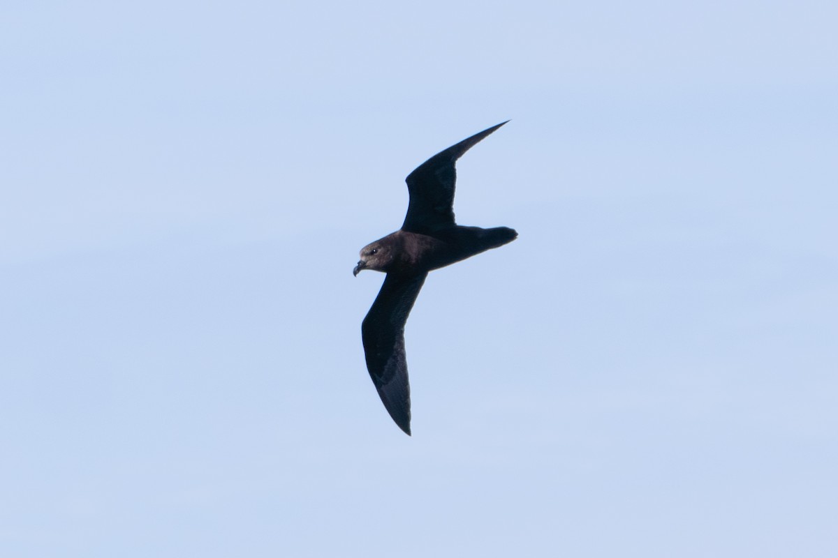 Great-winged Petrel - ML642138689