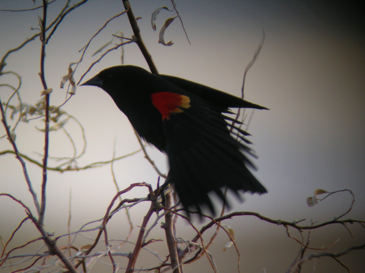 Red-winged Blackbird - ML642138691