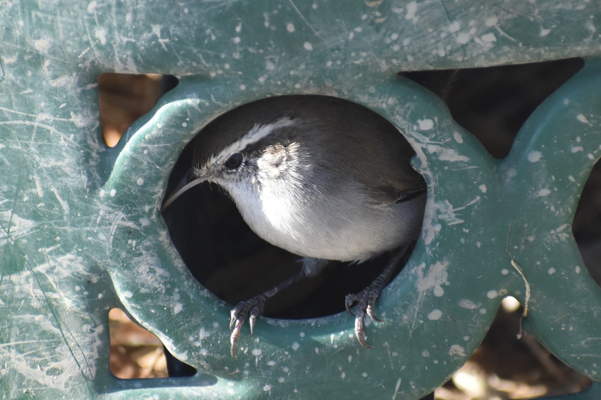Bewick's Wren - ML642138694