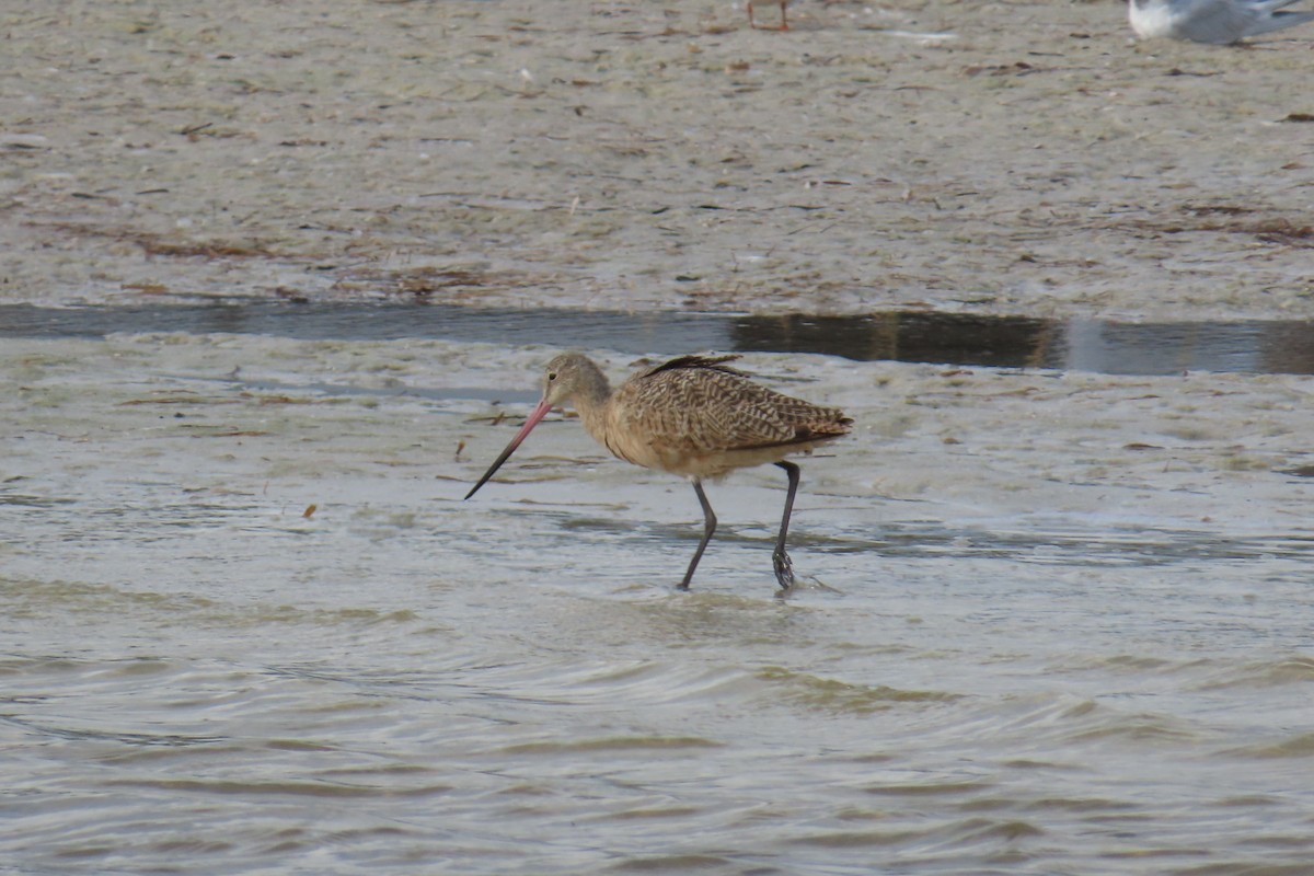 Marbled Godwit - ML642138701