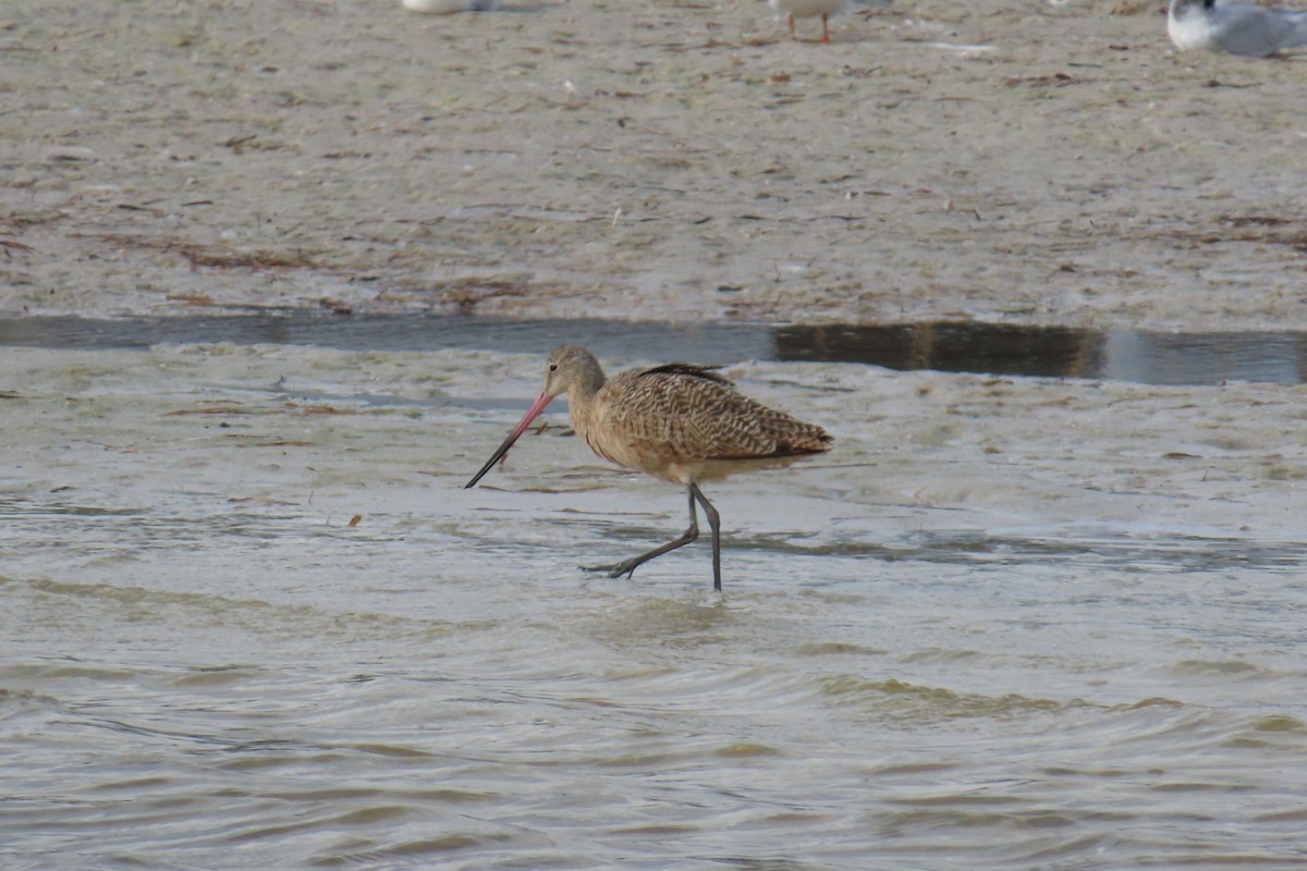 Marbled Godwit - ML642138702