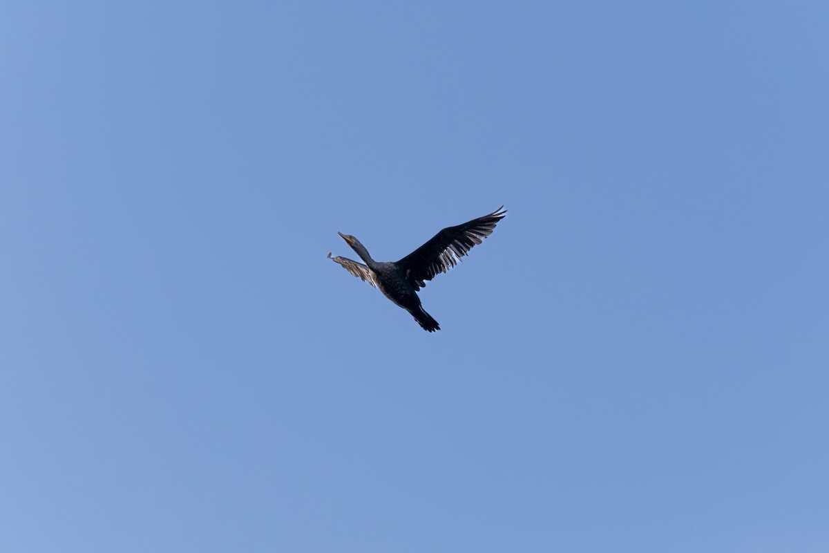 Cormoran à aigrettes - ML642138705