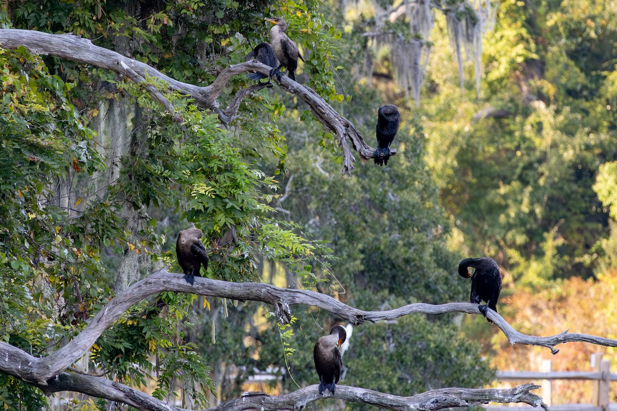 Cormoran à aigrettes - ML642138707