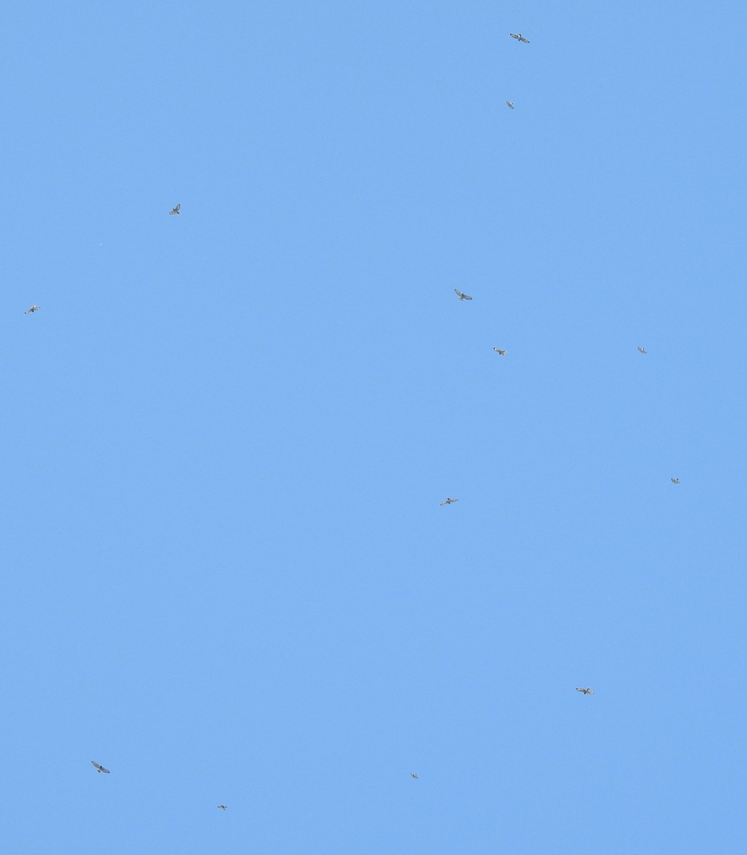 Broad-winged Hawk - ML642138710