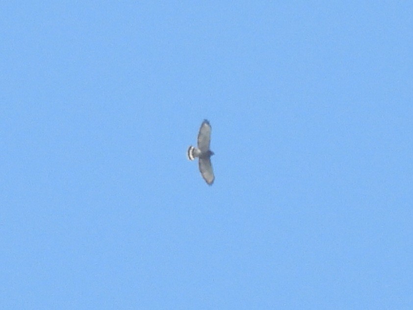 Broad-winged Hawk - ML642138711