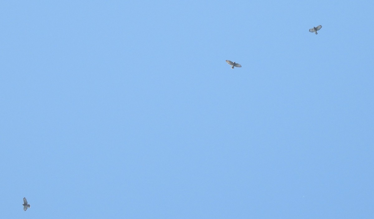 Broad-winged Hawk - ML642138712