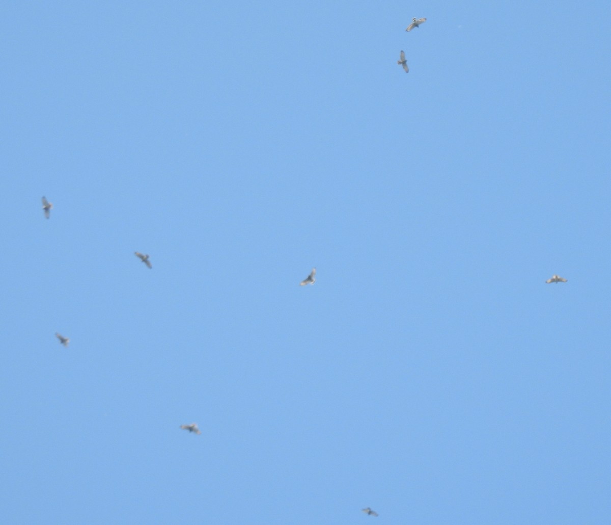Broad-winged Hawk - ML642138713