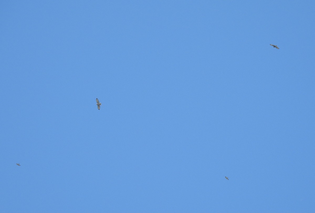 Broad-winged Hawk - ML642138721