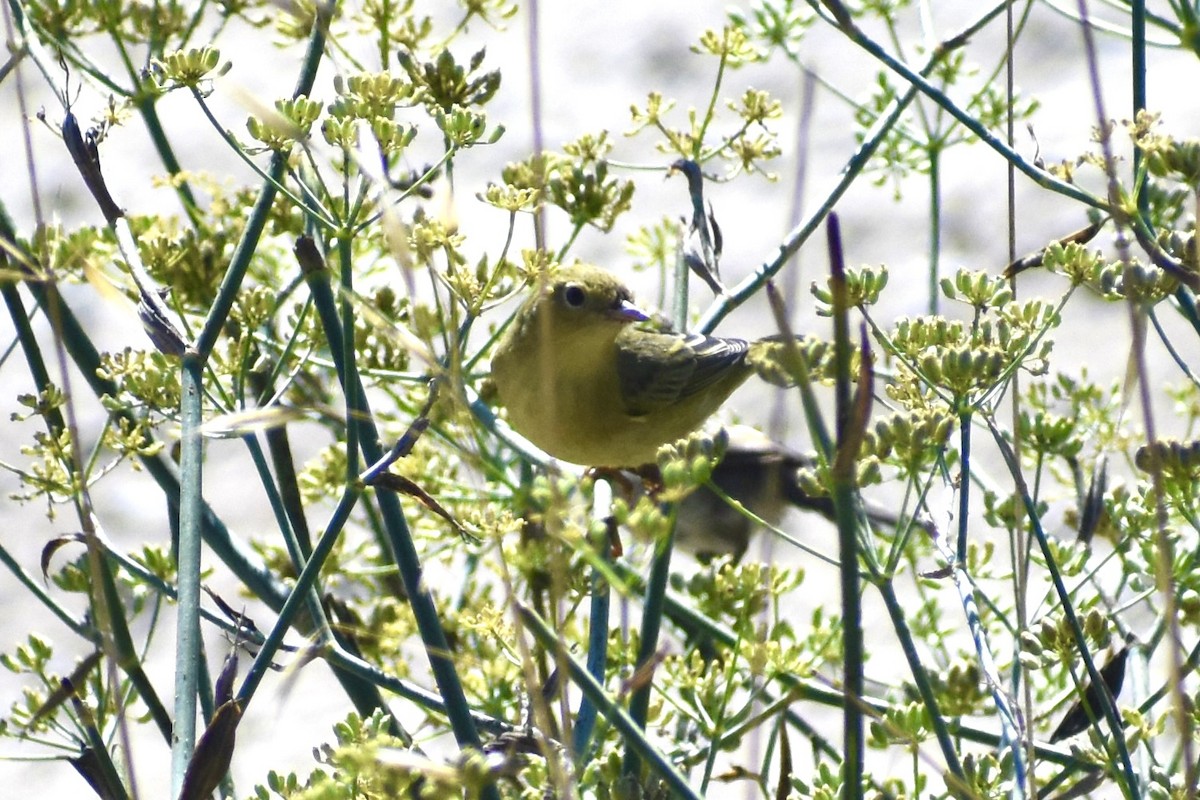Yellow Warbler - ML642138724