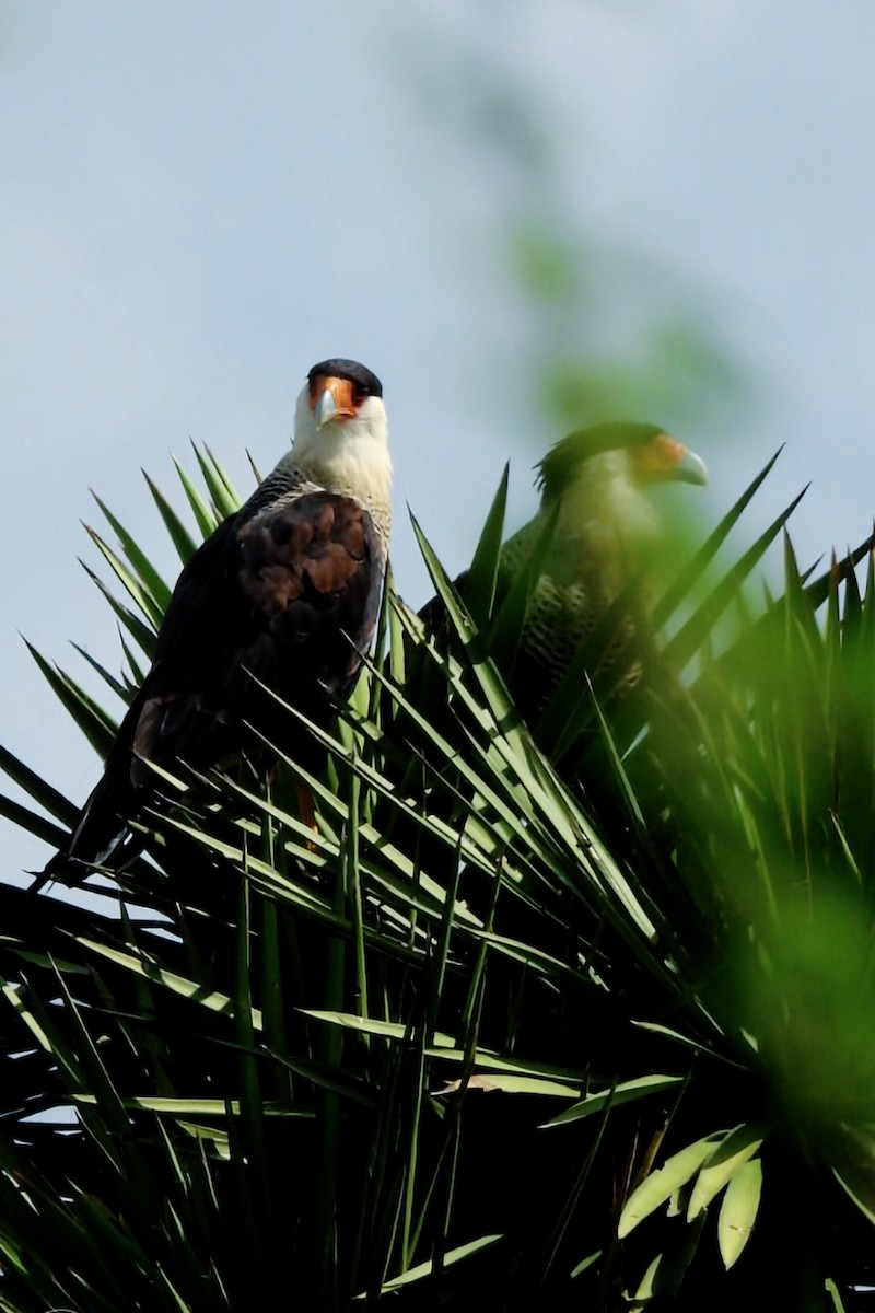 Crested Caracara (Northern) - ML642138731