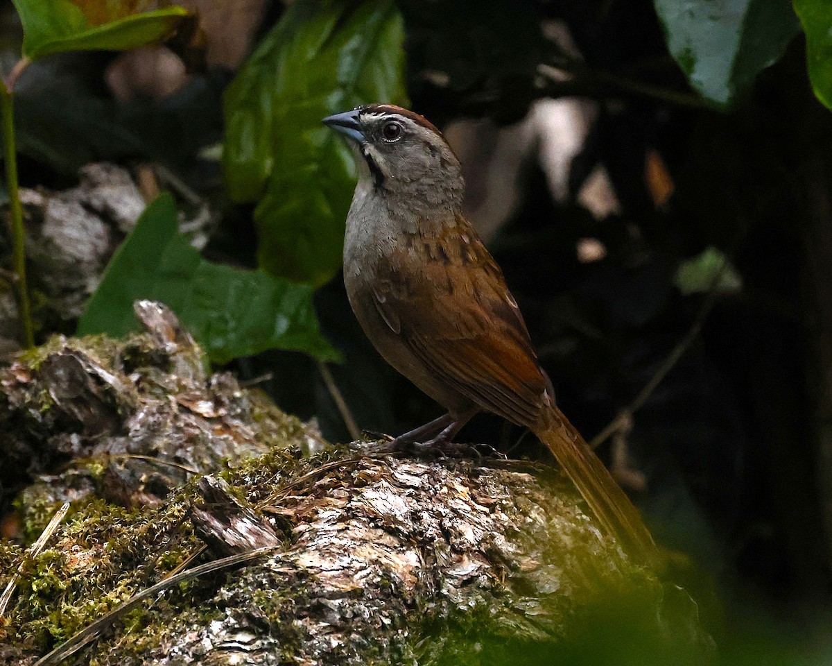 Rusty Sparrow - ML642138753