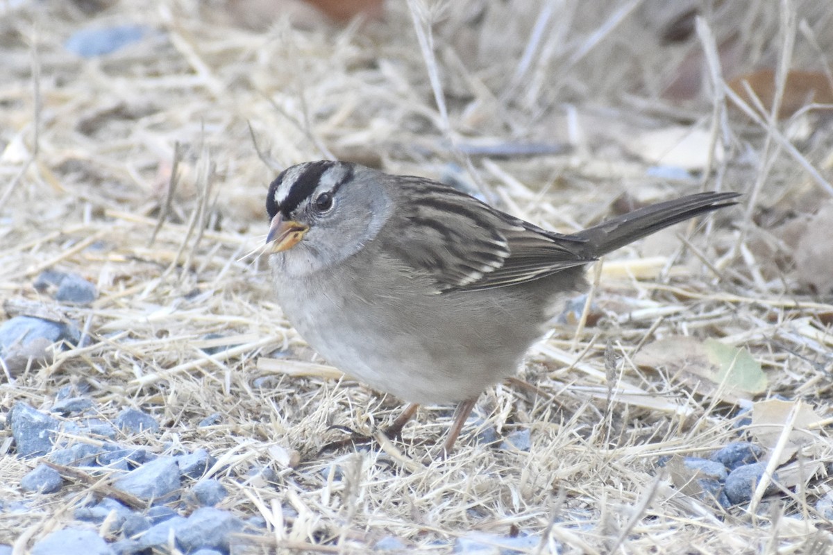 White-crowned Sparrow - ML642138754