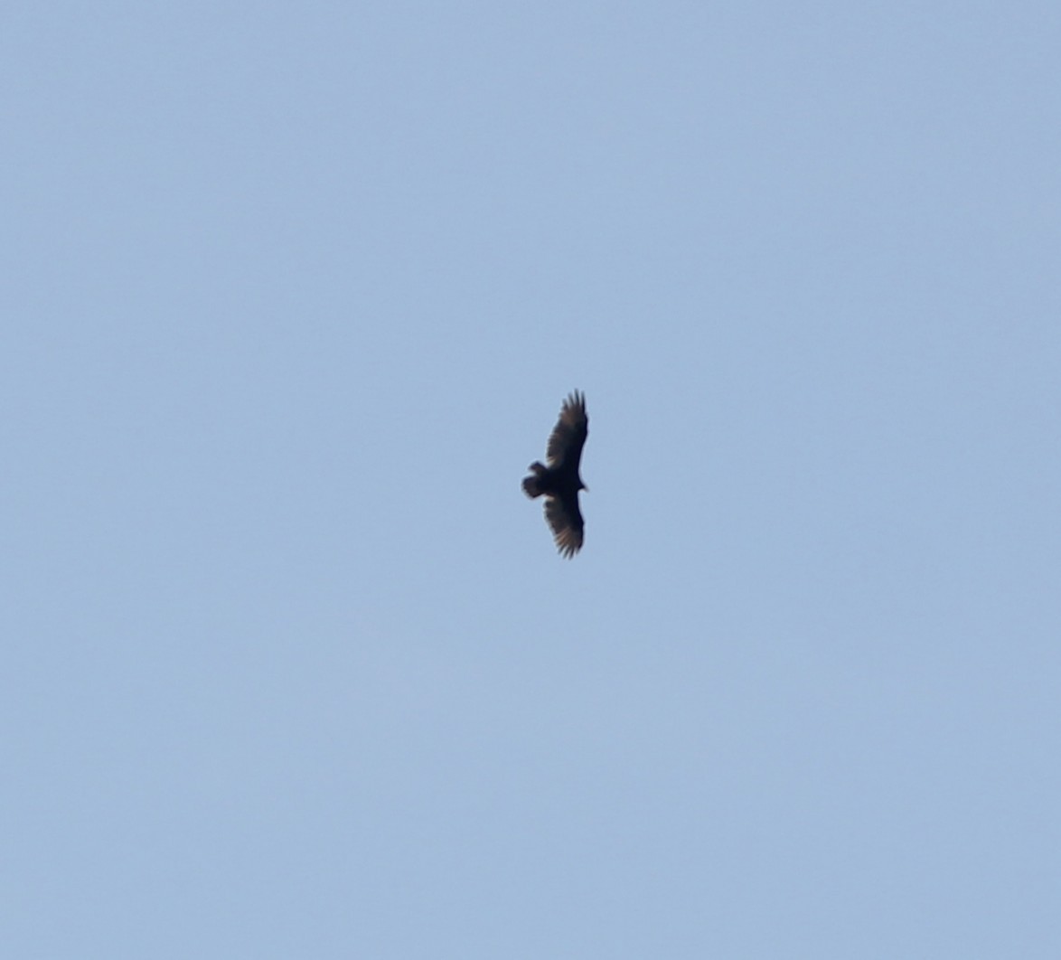 Turkey Vulture - ML642138787