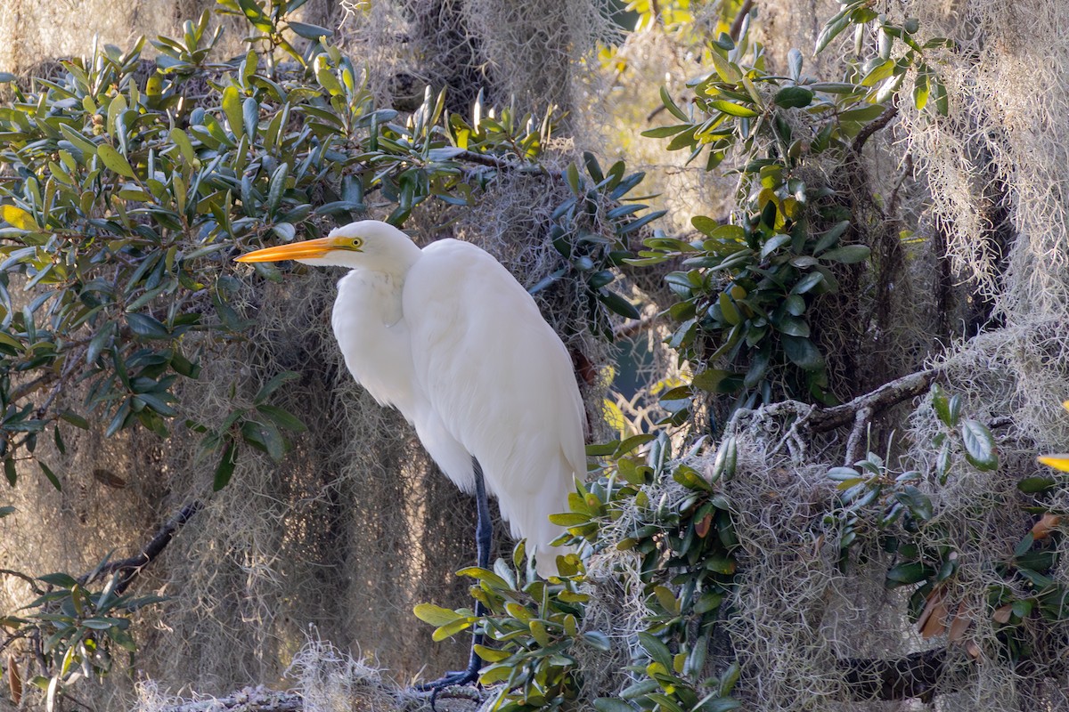 Great Egret - ML642138831