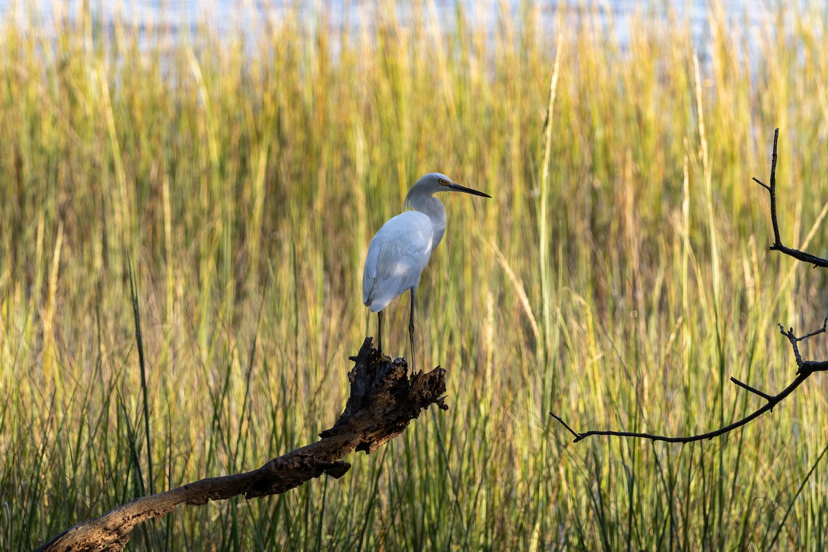Snowy Egret - ML642138851