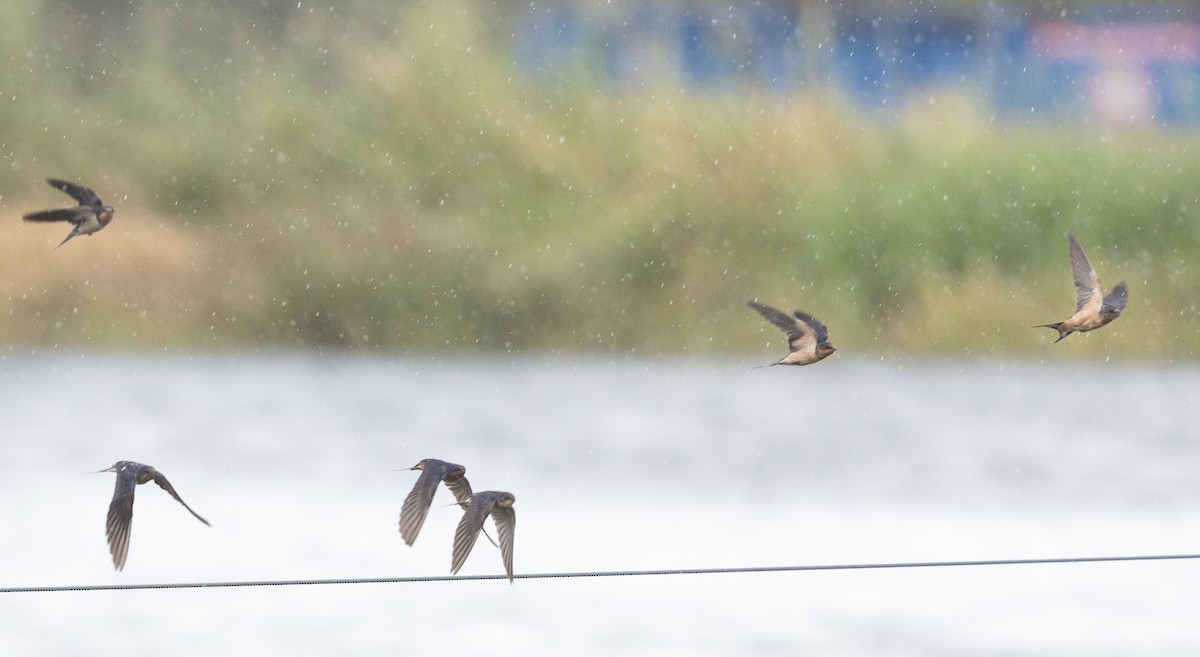 Barn Swallow - ML642138855