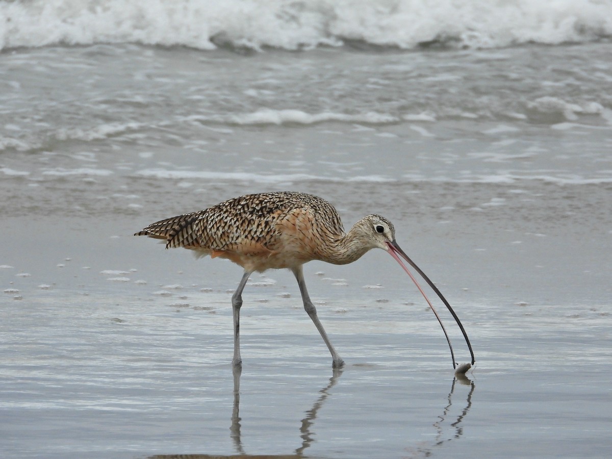 Long-billed Curlew - ML642138858