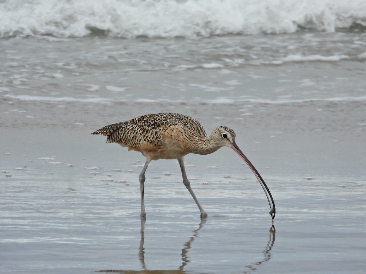Long-billed Curlew - ML642138859
