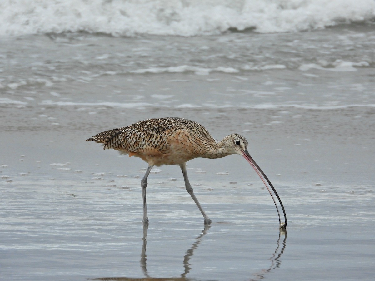 Long-billed Curlew - ML642138860
