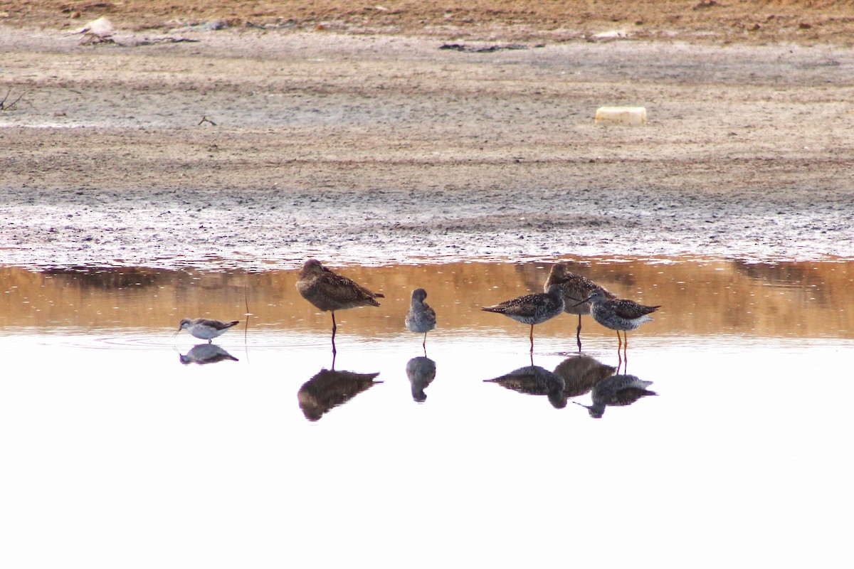Wilson's Phalarope - ML642138874