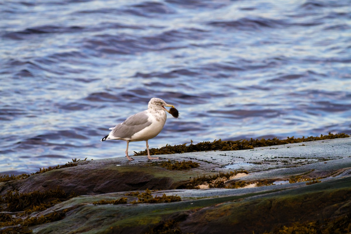 American Herring Gull - ML642138877