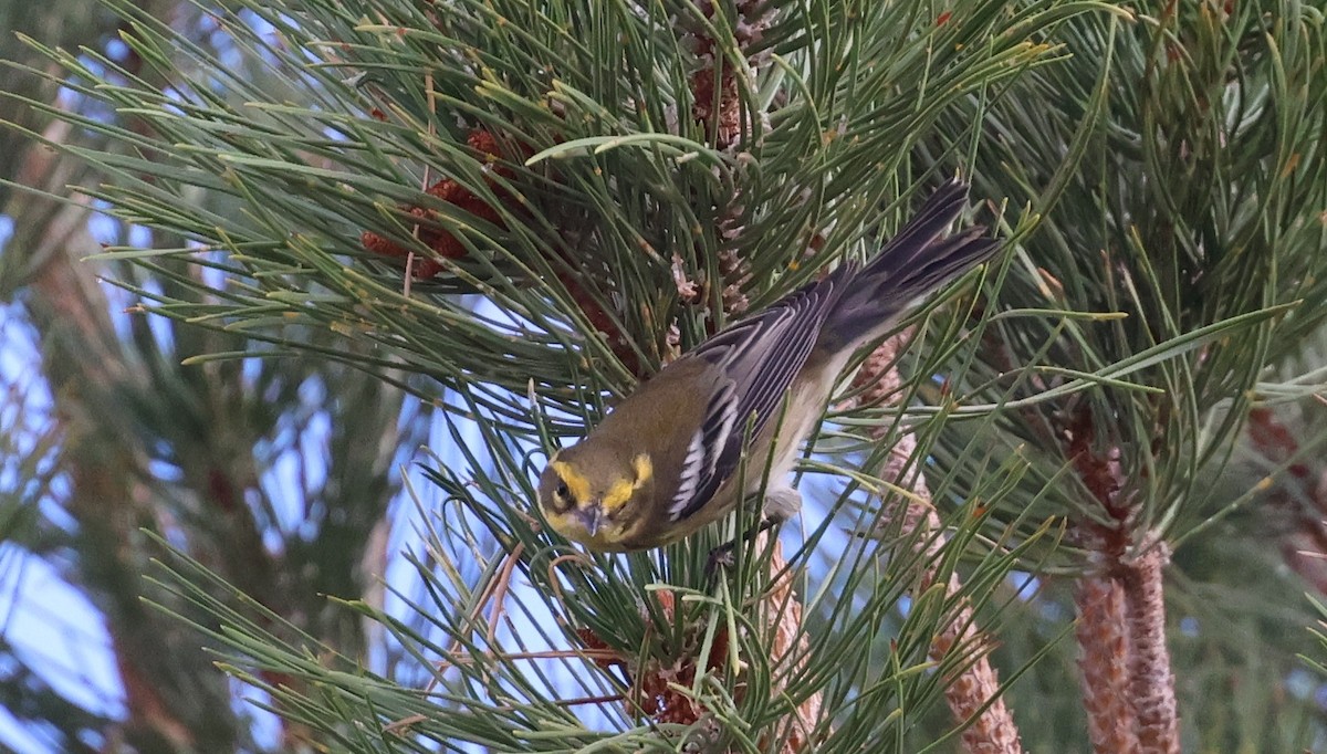 Townsend's Warbler - ML642138892