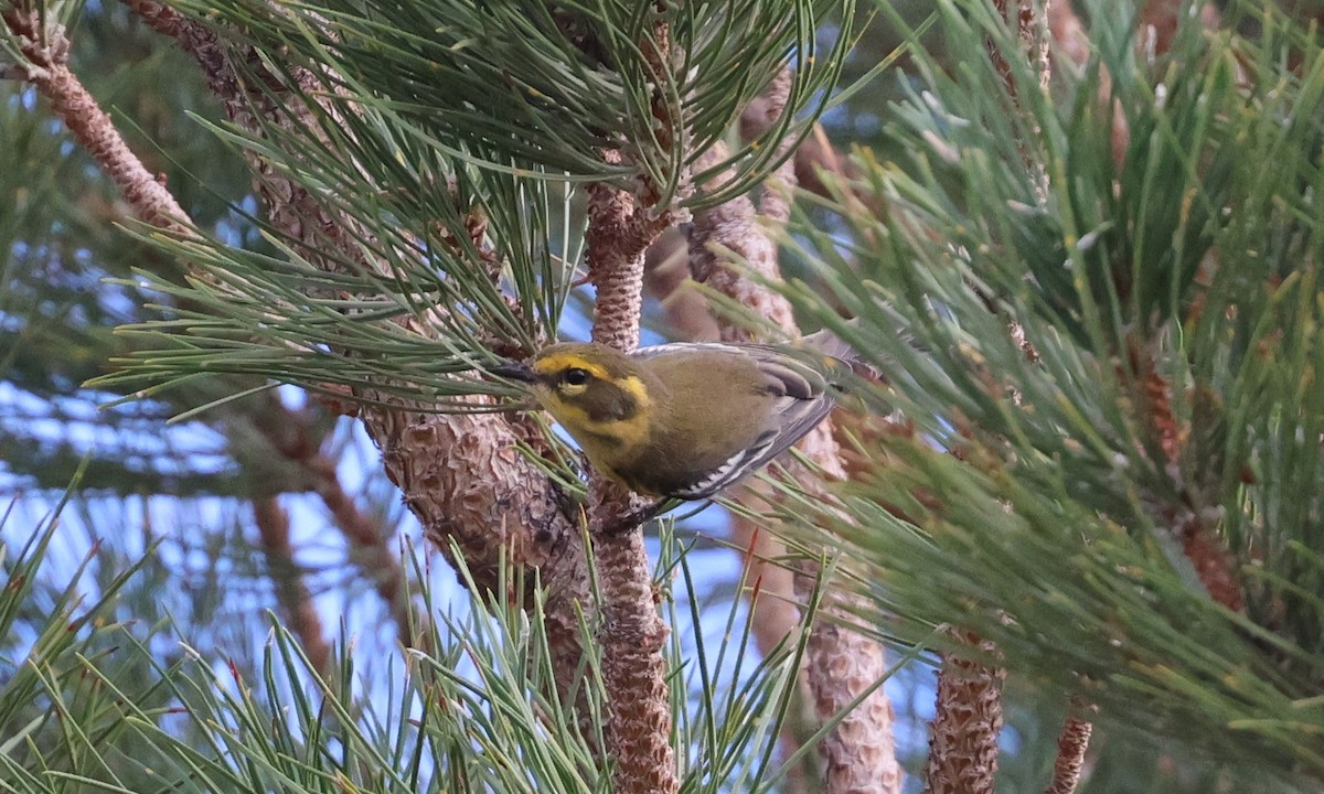 Townsend's Warbler - ML642138896