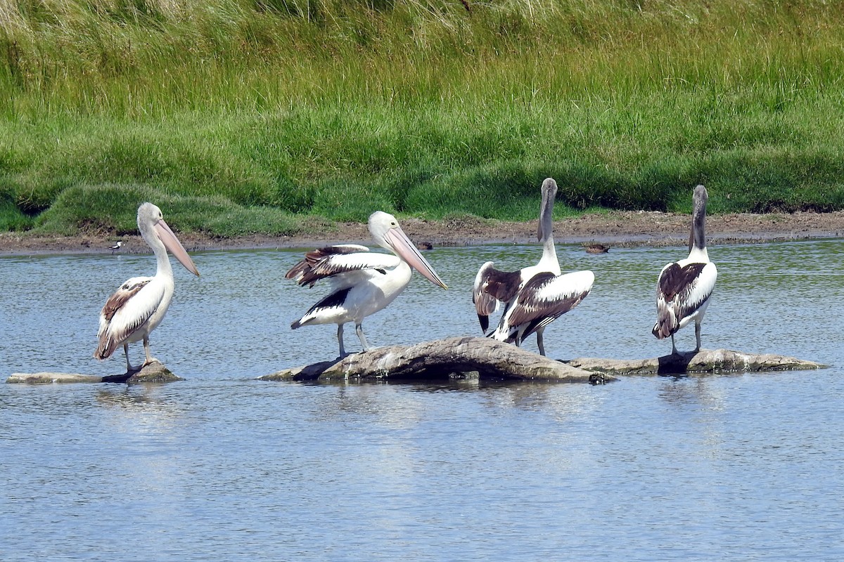 Australian Pelican - ML642138903