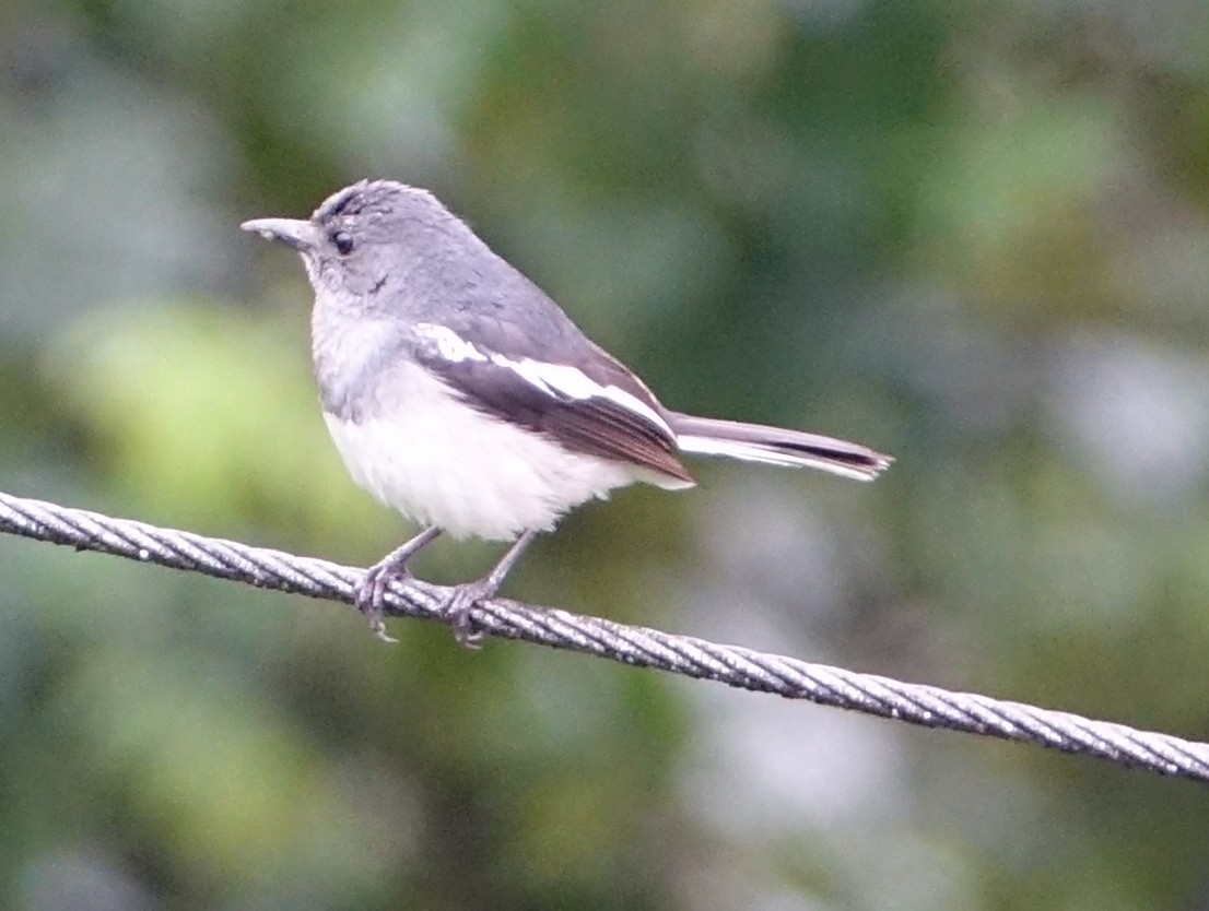 Oriental Magpie-Robin - ML642138911
