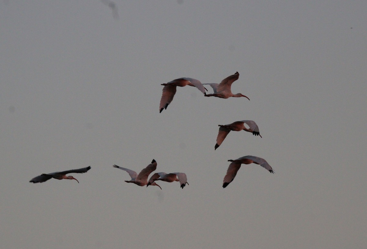 White Ibis - ML642138912