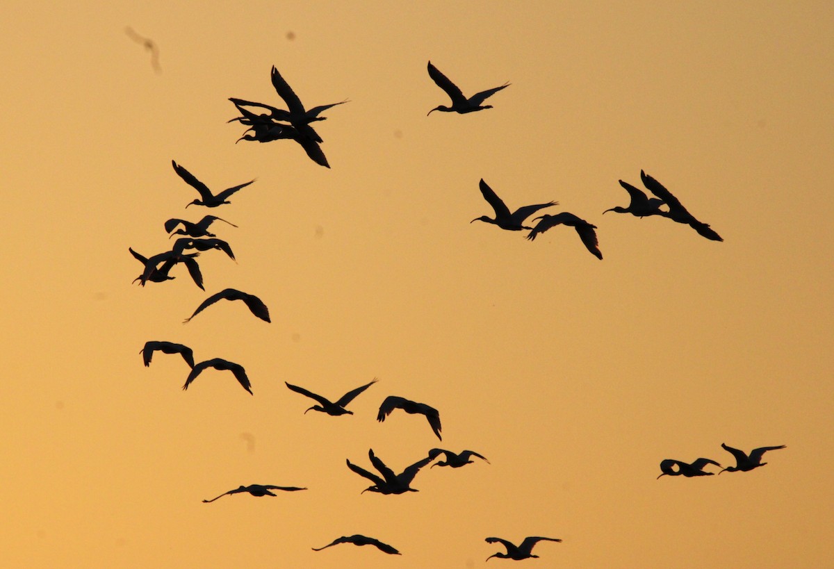 White Ibis - ML642138913