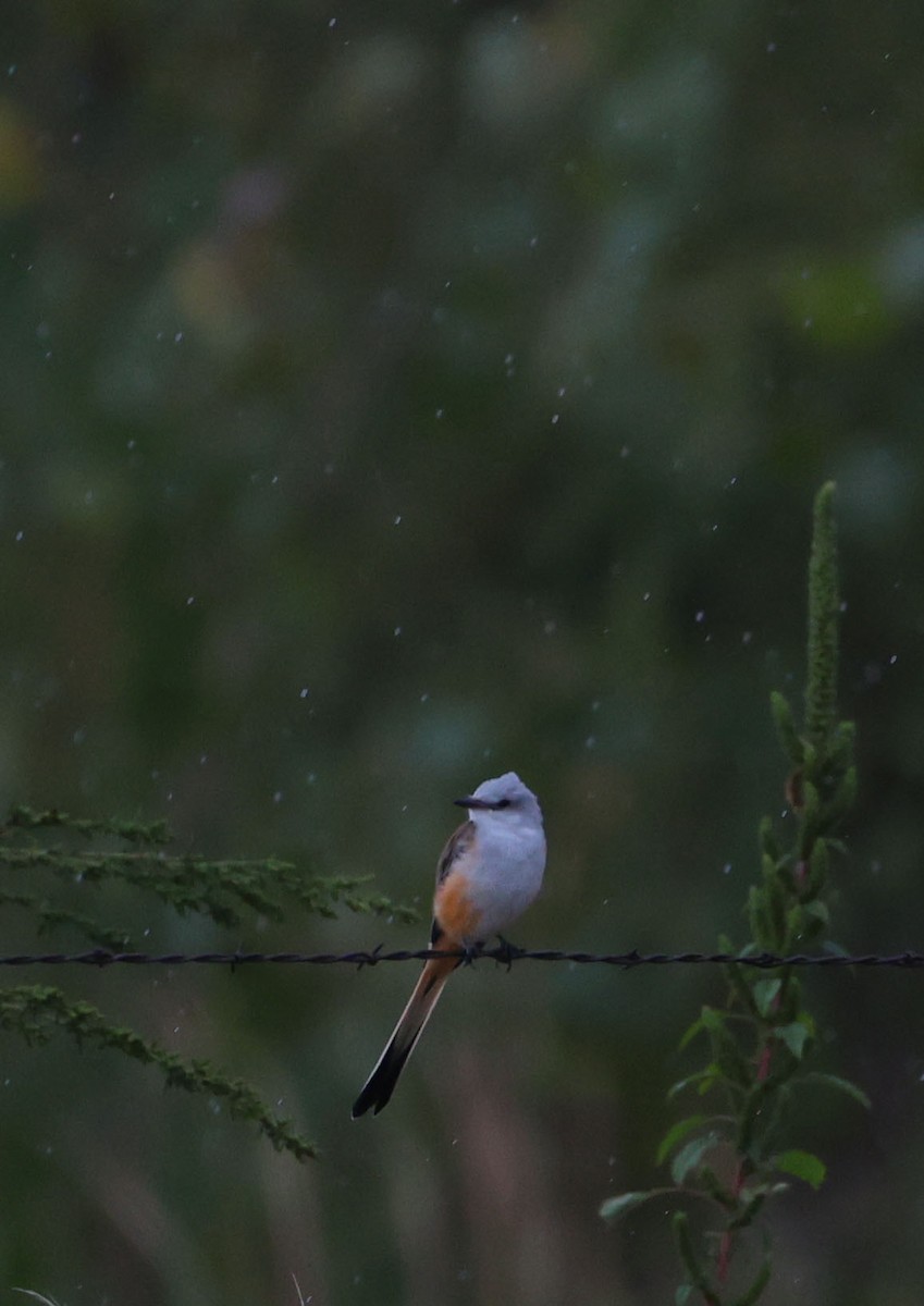Scissor-tailed Flycatcher - ML642138921