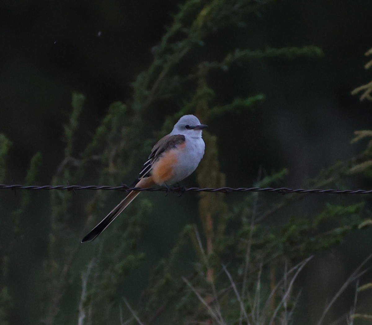 Scissor-tailed Flycatcher - ML642138923