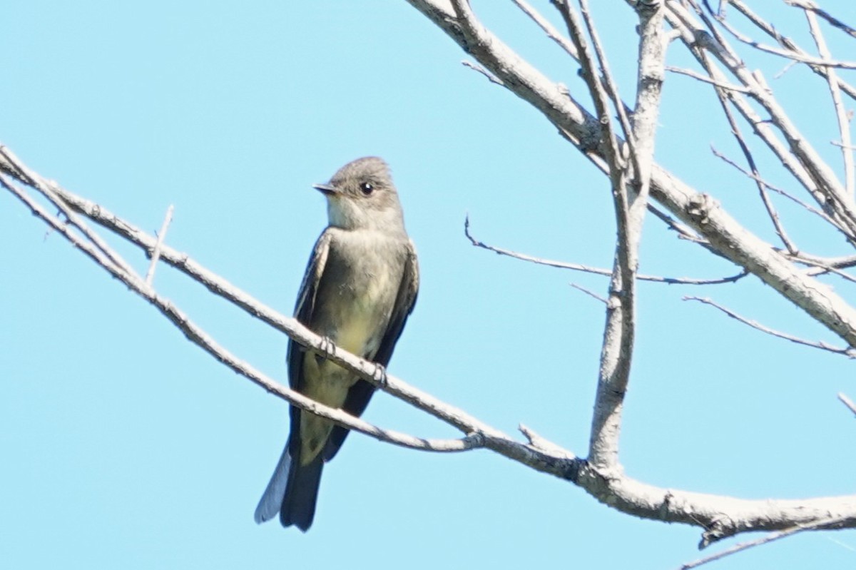 Western Wood-Pewee - ML642138930