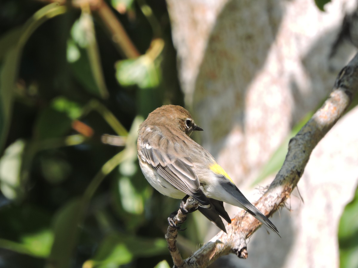 Yellow-rumped Warbler (Myrtle) - ML642138957