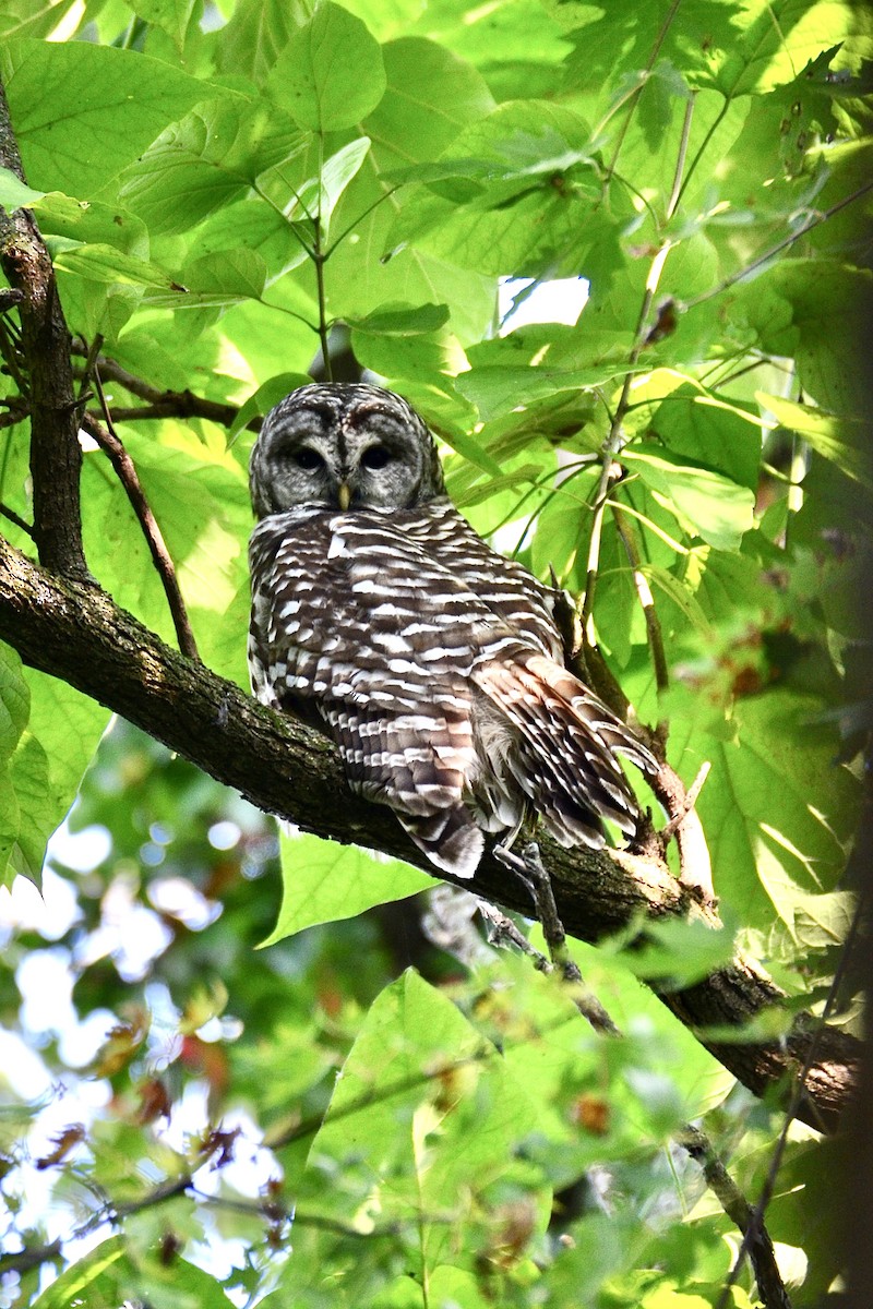 Barred Owl - ML642138958