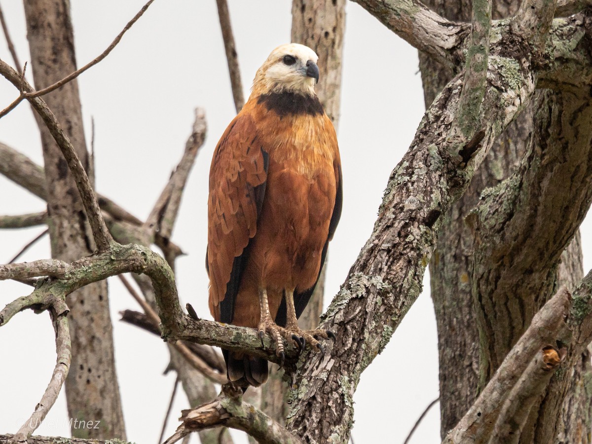 Black-collared Hawk - ML642138965
