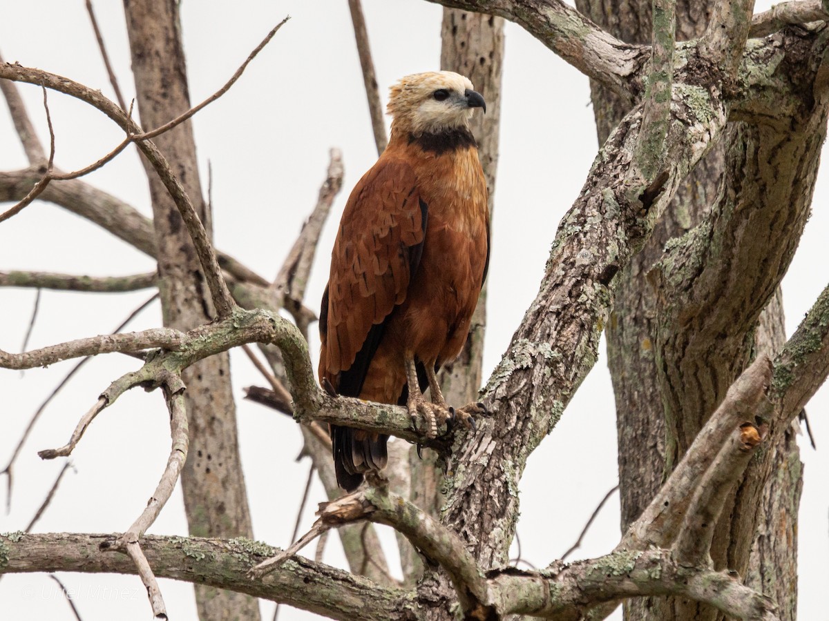 Black-collared Hawk - ML642138966