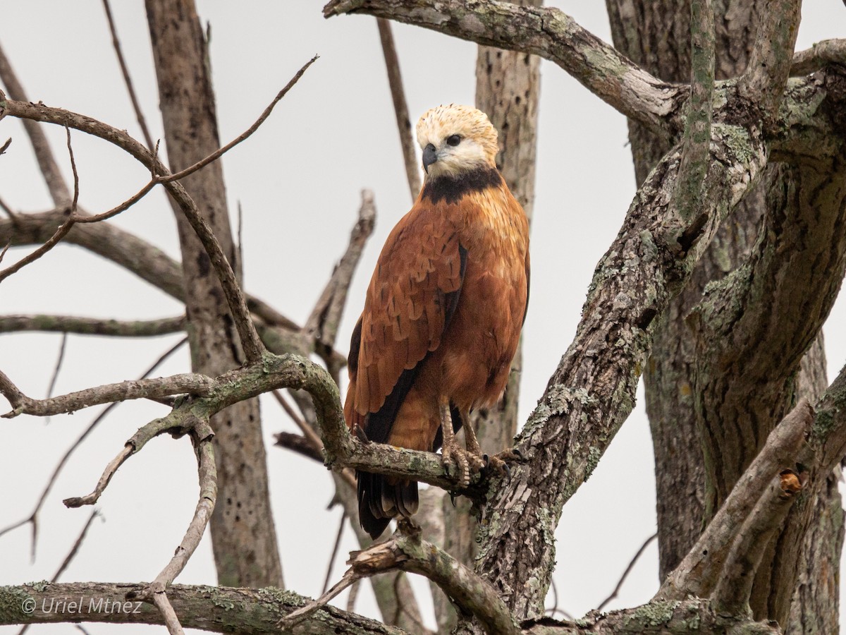 Black-collared Hawk - ML642138967