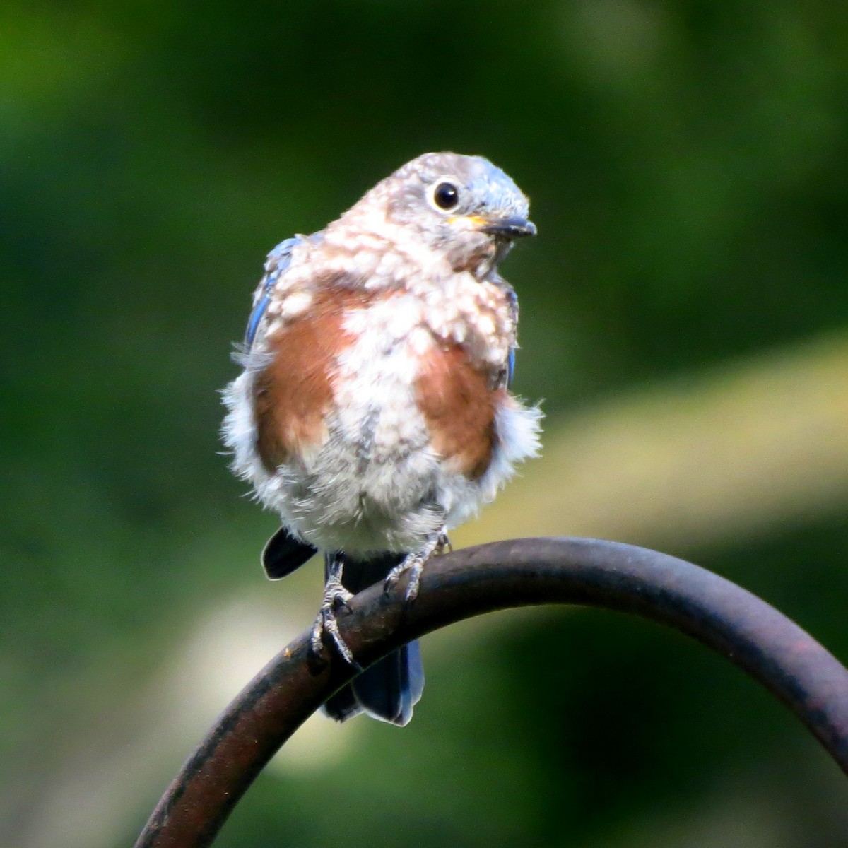 Eastern Bluebird - ML642138969