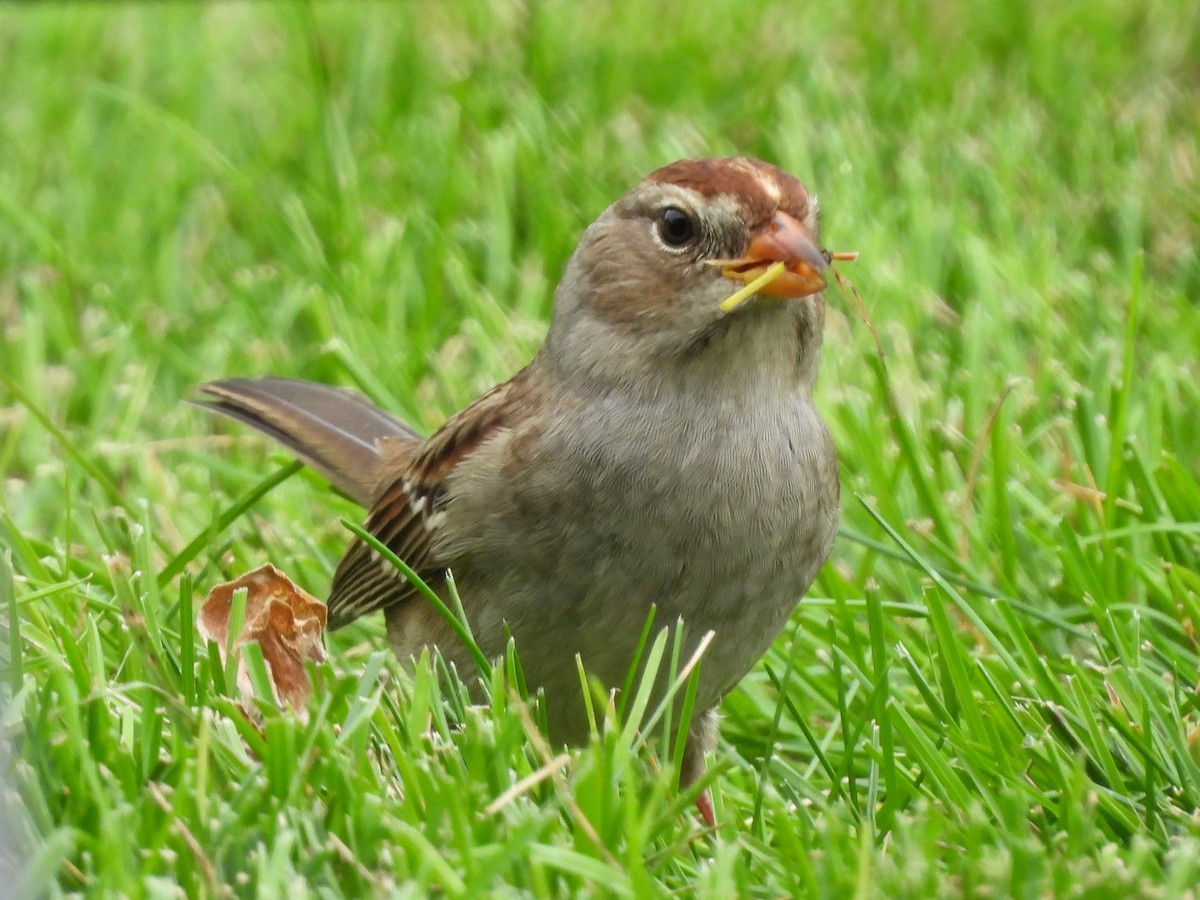 White-crowned Sparrow - ML642138973