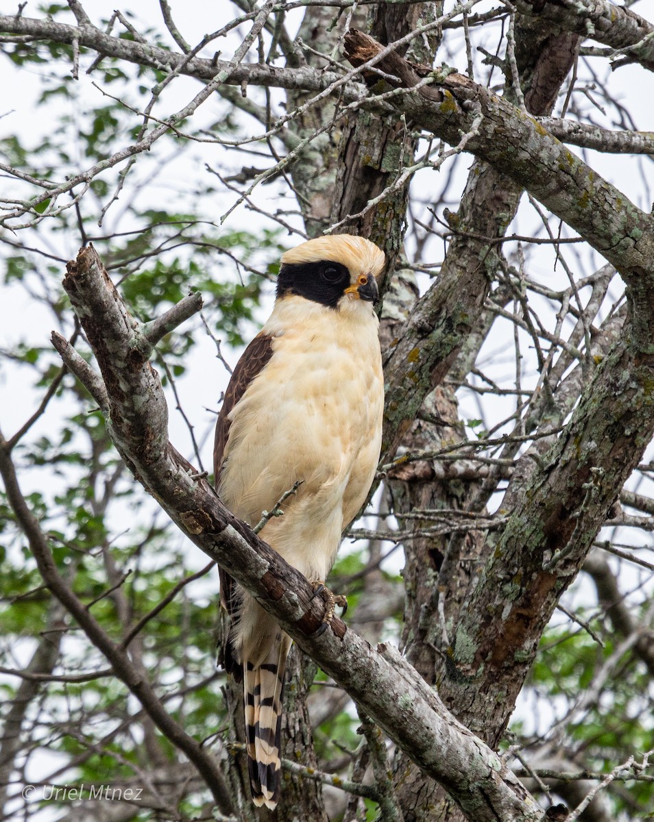 Laughing Falcon - ML642138982