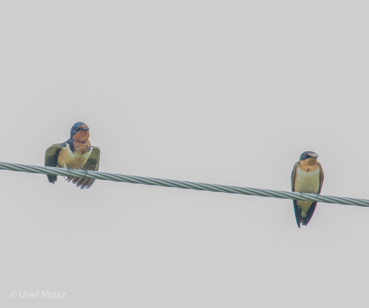 Barn Swallow - ML642138991