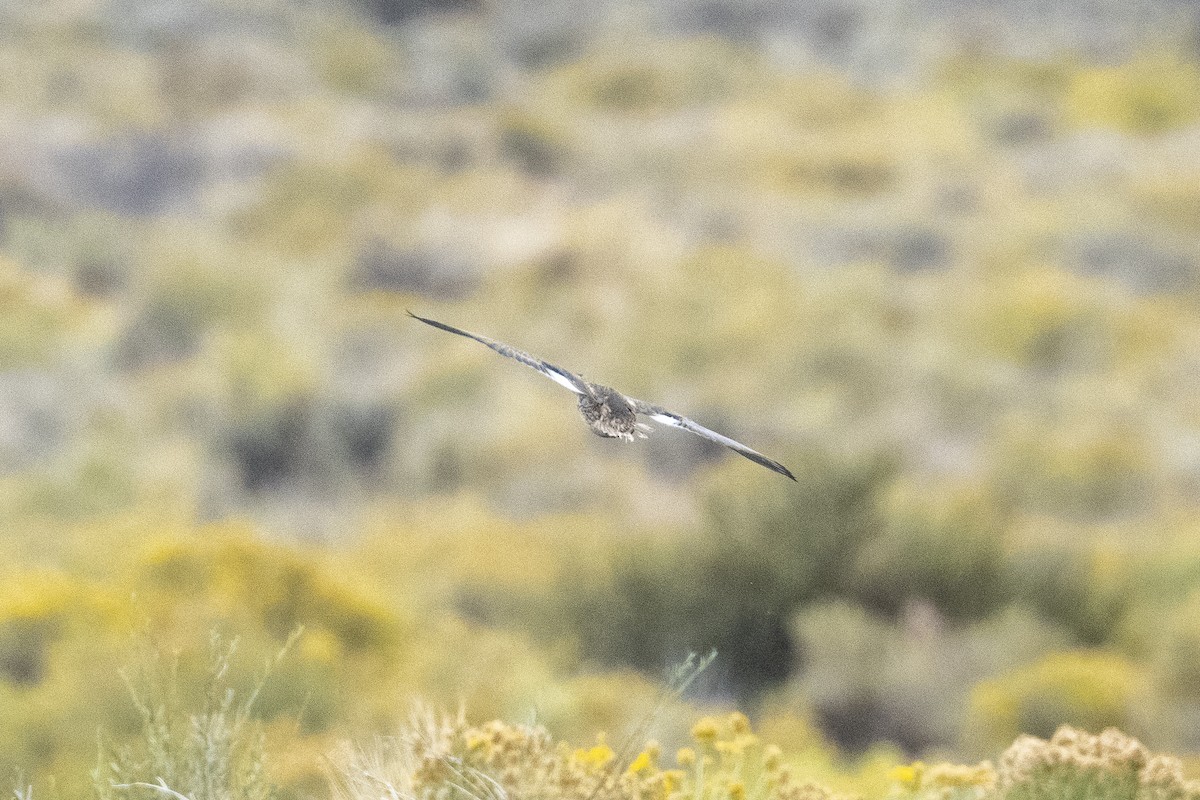 Gadwall - ML642138992