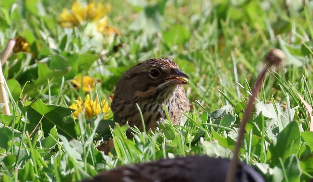 Lincoln's Sparrow - ML642139001